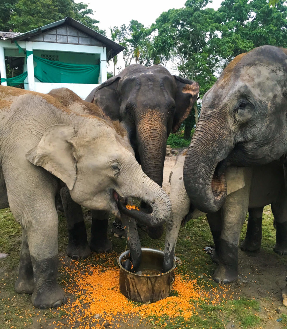 Couchsurfing Numaligarh and the Kaziranga National Park