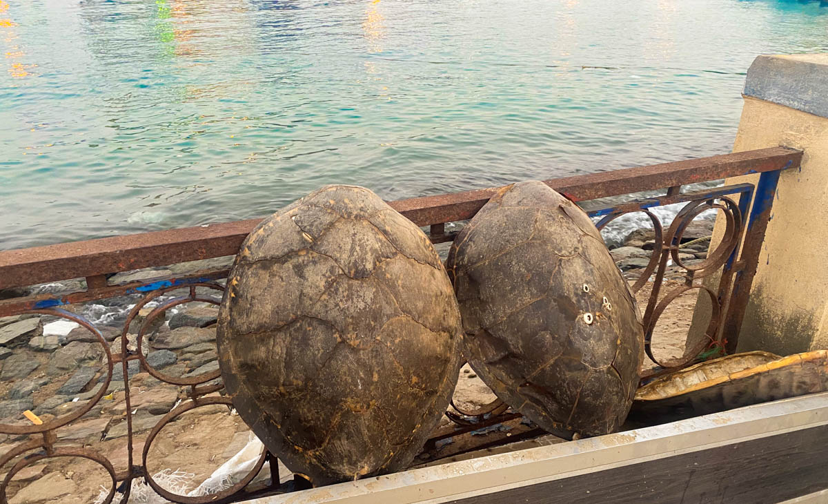 Two turtle shells on the Port Sudan corniche