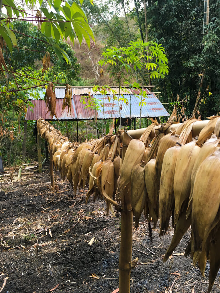 Maize hanging from a rope to dry in the sun