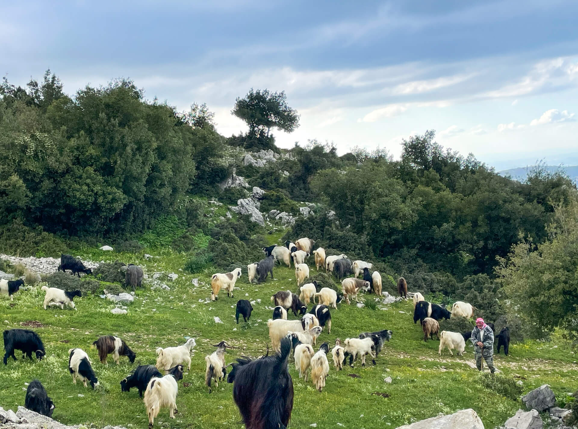 A herd of goats grazing with their shepherd 