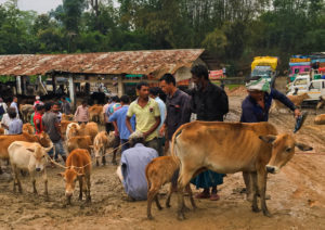 Men with cattle at a cattle market with a large shed in the background.