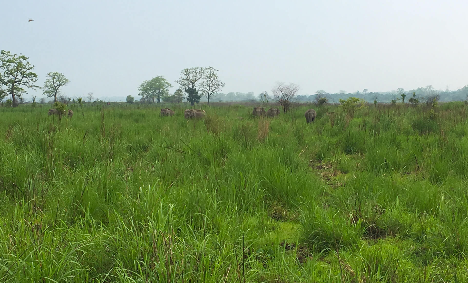 Elephants grazing in the Kaziranga National Park.