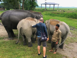 Me patting one of three elephants that are feeding.