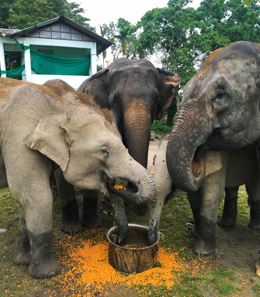 Three elephants eating food from a metal pot.