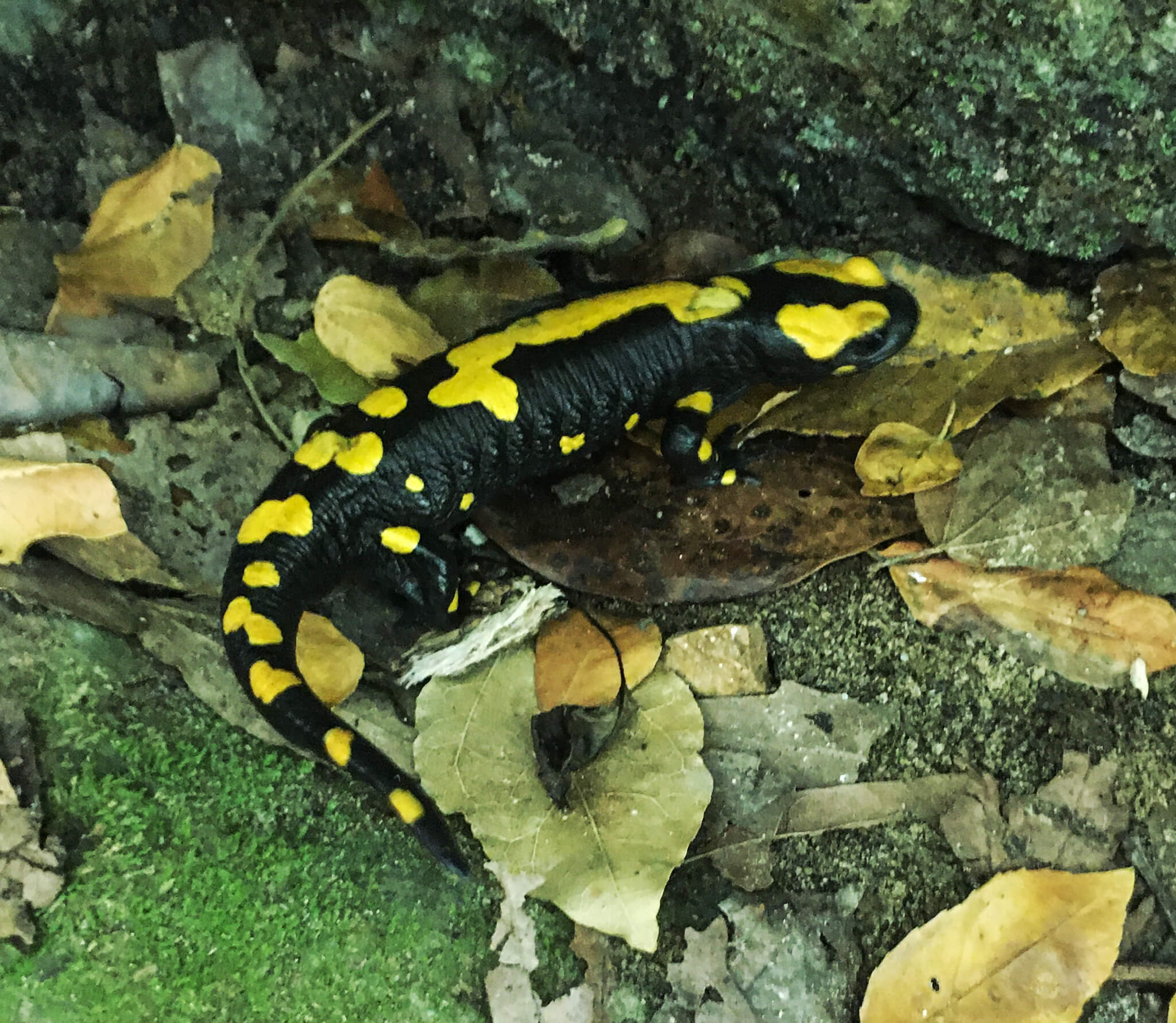 A black fire salamander with yellow spots