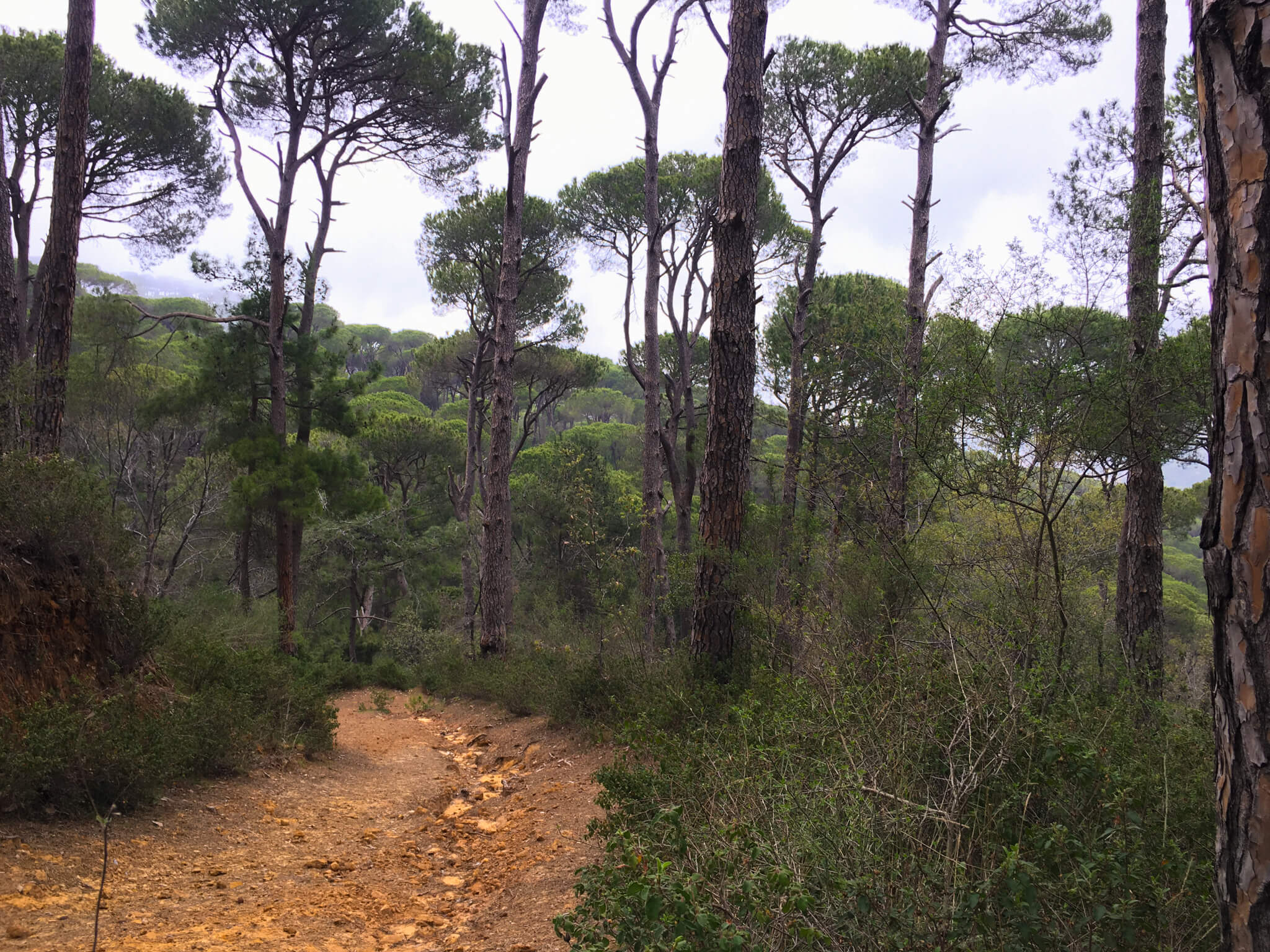 A reddish-coloured dirt path leading between pine trees in Bkassine forest