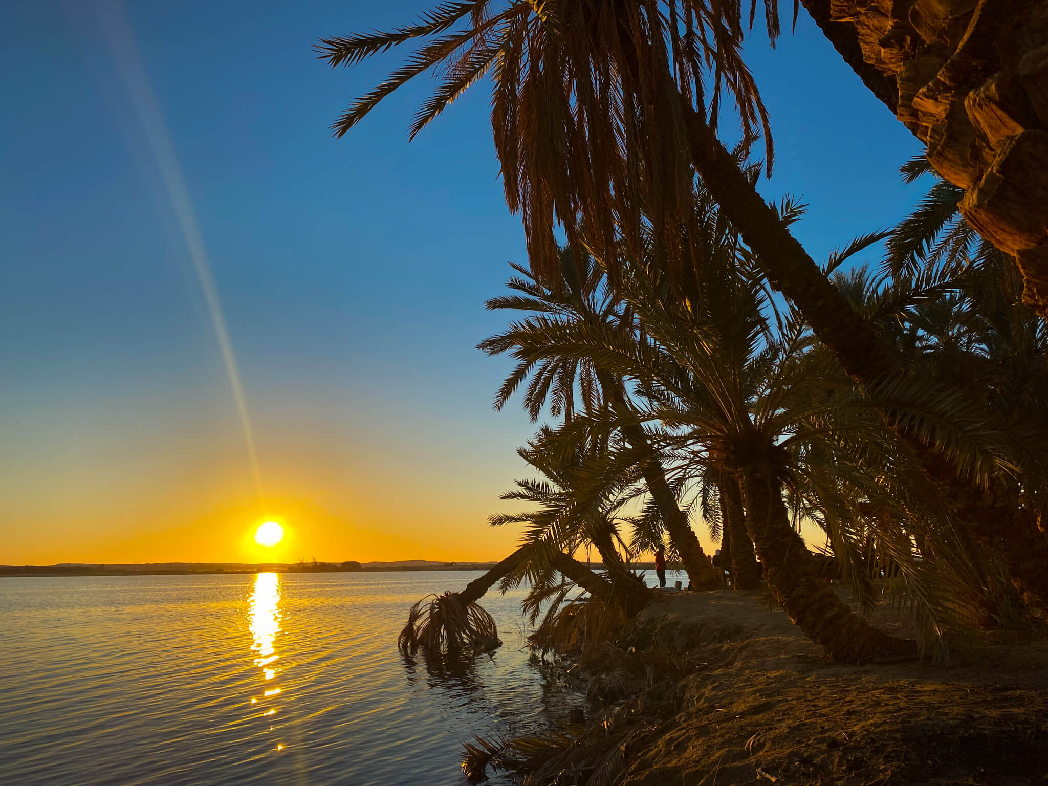 The sun setting over Siwa lake with palm trees in the foreground