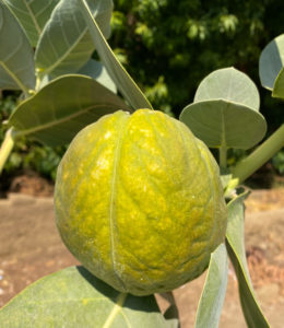 A fruit that looks like a brain.