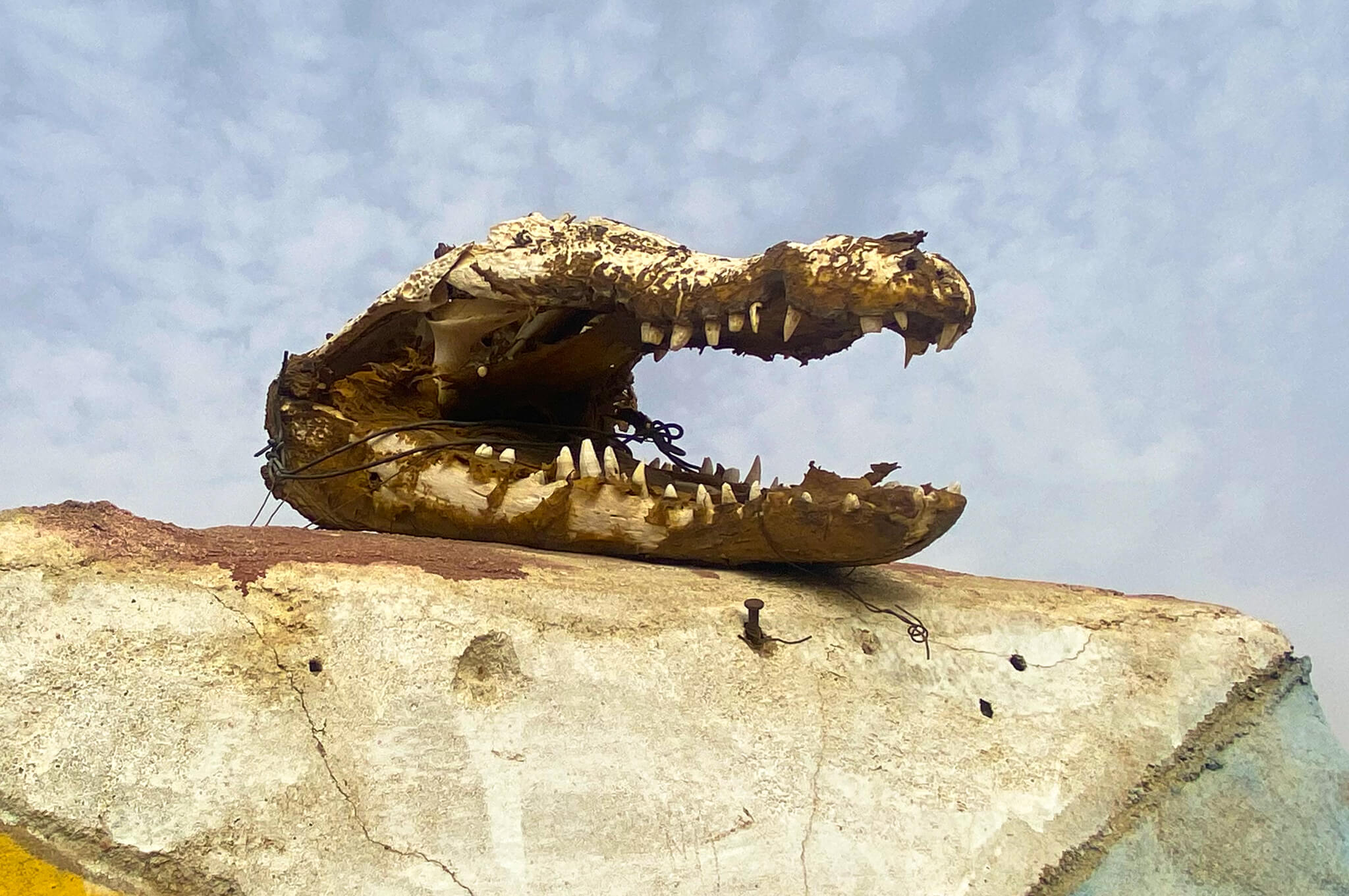 A large crocodile skull sitting on a wall.
