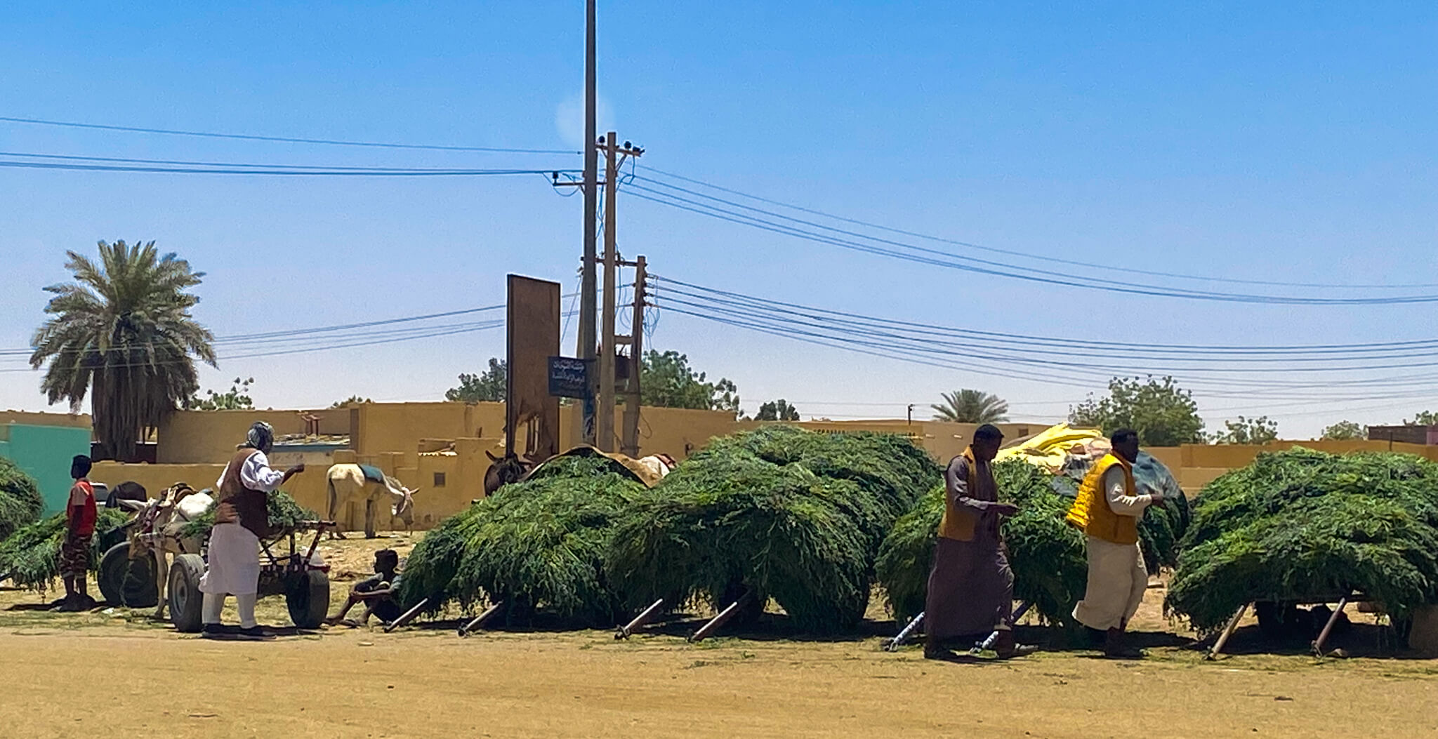 Donkey-drawn carts piled high with freshly cut grass.