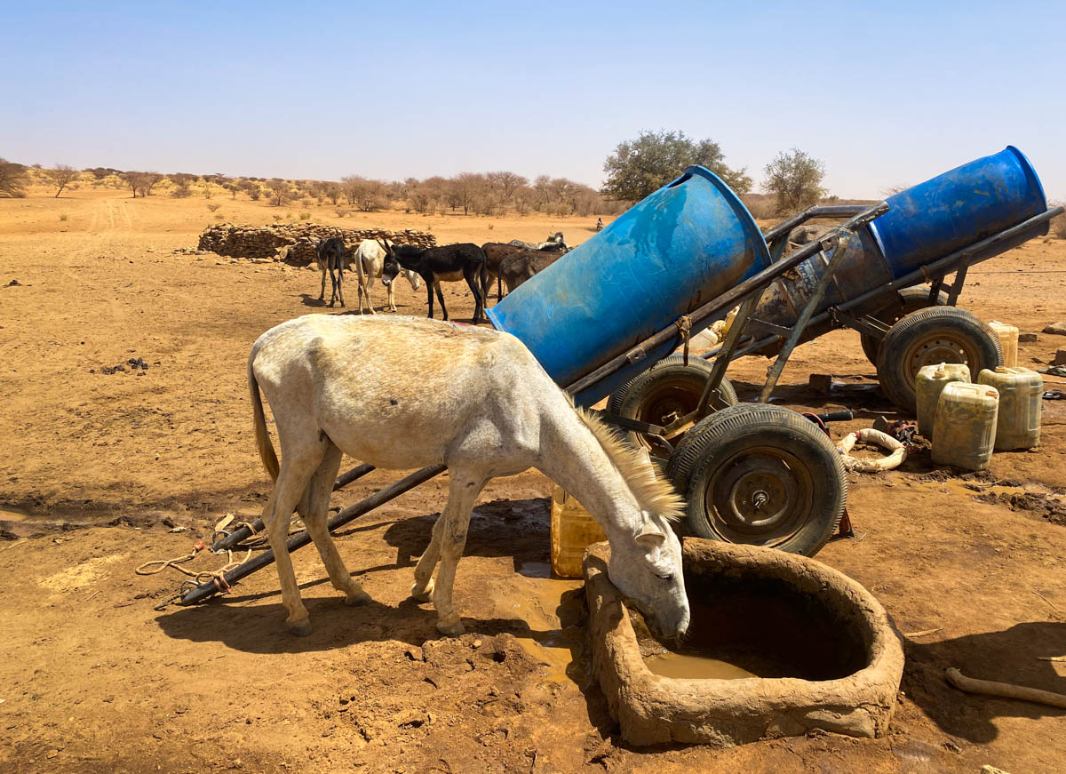 A donkey drinking from a small puddle with other donkeys in the background.