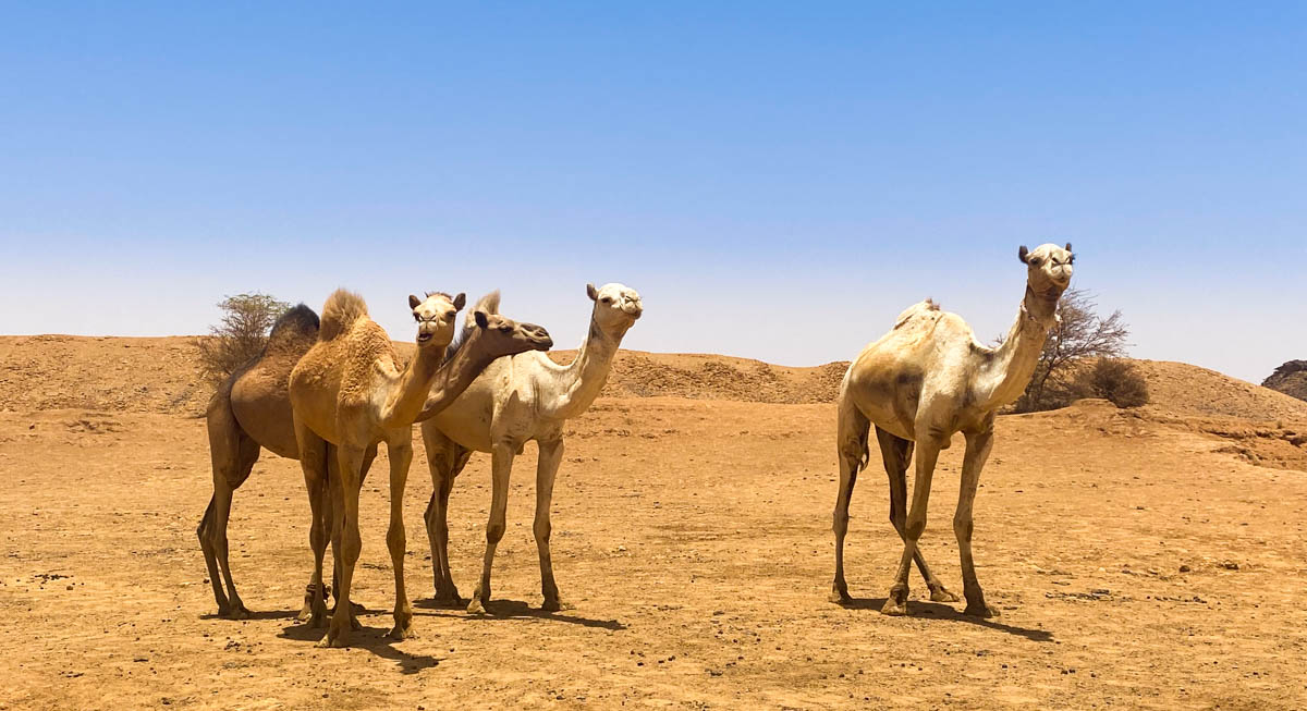 Four camels standing in the desert