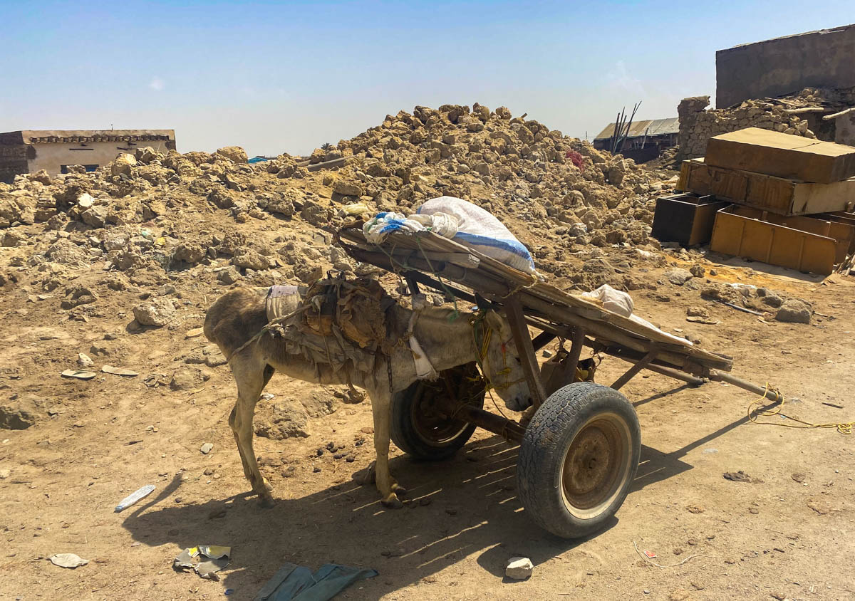 A donkey sheltering from the sun under its cart.