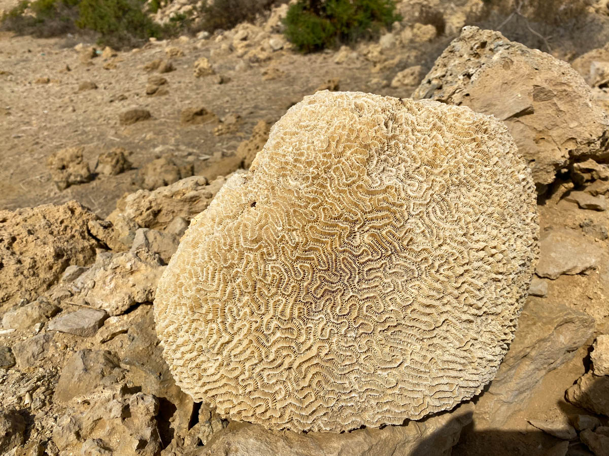 A piece of coral with its natural pattern.